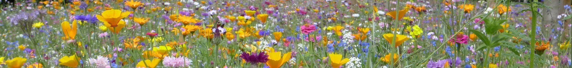 Blumenwiese